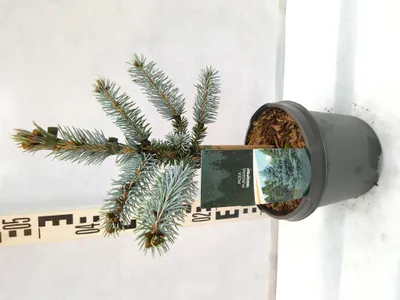 Produktbild von Picea pungens 'Hoopsii' 45–55 cm Blaue Stechfichte Blaufichte winterhart