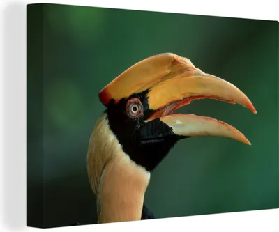 Produktbild von OneMillionCanvasses® - Leinwandbilder - 140x90 cm, Hornvogel - Porträt - Vogel, Wandbilder Kunstdruck Wanddekoration - Foto auf Leinwand - Gemälde auf Holzrahmen
