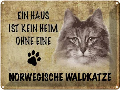Produktbild von vianmo Blechschild 30x40 cm Norvegische Waldkatze Katze