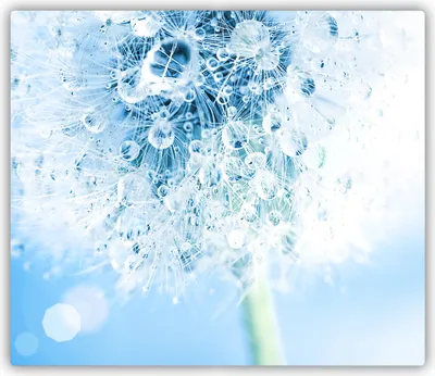 Produktbild von Tulup Glas Herdabdeckplatte Glaskeramikkochfeld-Abdeckung Spritzschutz Glasabdeckplatte Kochplattenabdeckung und Schneidebrett - Einteilig - 60x52 cm Pusteblume