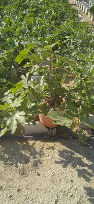 A young fig tree in a pot, surrounded by other plants in what appears to be a nursery or garden center.