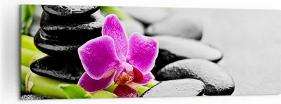 Produktbild von Bild auf Leinwand - Leinwandbild - Pflanze Steine Bambus Spa - 160x50cm - Wand Bild - Wanddeko - Leinwanddruck - Bilder - Kunstdruck - Wanddekoration - Leinwand bilder - Wandkunst - AB160x50-2681