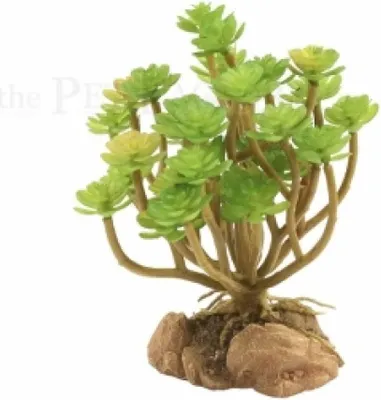Produktbild von Tree Houseleek