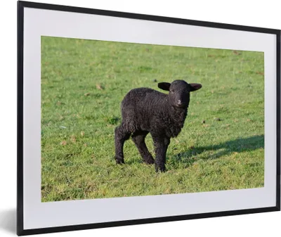 Produktbild von MuchoWow® Gerahmtes Poster Schaf - Lamm - Schwarz - Gras 60x40 cm - Poster mit Schwarzem Bilderrahmen Wandposter Rahmen Foto Bilder - Schlafzimmer - Plakat in Rahmen - Drucken