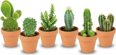 Zdjęcie produktu dla Zestaw mini kaktusów - 6 roslin - doniczki terakotowe o srednicy 8,1cm
