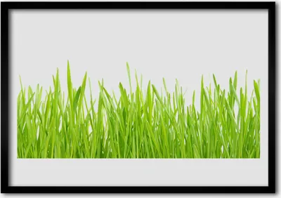 Produktbild von Bild 70x50 MDF-Rahmen Wandkunst Gras Natur Pflanze