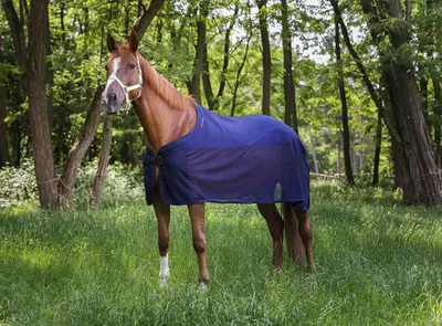 Produktbild von EQUITHÈME „Polaire/Mesh“ Sommerdecke 155 cm