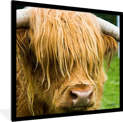 Produktbild von MuchoWow® Gerahmtes Poster Schottischer Highlander - Gras - Fell - Tiere - Kuh 40x40 cm - Poster mit Schwarzem Bilderrahmen Wandposter Rahmen Foto Bilder - Mit Rahmen - Wanddekoration Schlafzimmer