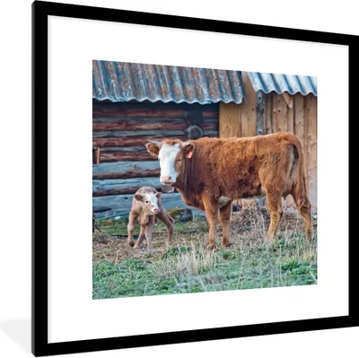 Produktbild von MuchoWow® Gerahmtes Poster Kuh - Stall - Gras - Kalb 40x40 cm - Poster mit Schwarzem Bilderrahmen Wandposter Rahmen Foto Bilder - Poster - Plakat im Rahmen