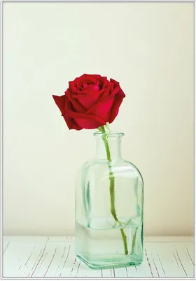 Produktbild von Wallario Wandbild Rote Rose in Glasvase, Größe: 70,30 x 100,30 cm, Poster mit weißem Kunststoffrahmen
