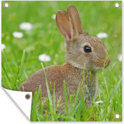 Produktbild von MuchoWow® 100x100 cm Outdoor-Poster Gartendeko Sichtschutz Garten Poster für den Garten  Kaninchen - Blumen - Gras