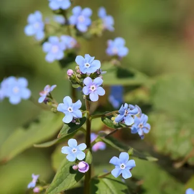 Image de 6 plants de myosotis de Sibérie (Brunnera sibirica) | Pot de 9x9 cm