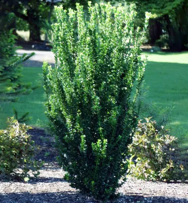 Produktbild von Japanischer Spindelstrauch ´GREEN SPIRE´ 20-30 cm, Cont. 2,5 l