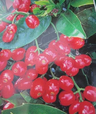 Produktbild von Japanische Aucube Rozannie - Aucuba japonica - Japanische Goldorange - 30-40cm