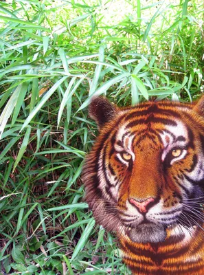 Produktbild von 3 D Ansichtskarte Tiger Postkarte Wackelkarte Hologrammkarte Tier Raubkatze