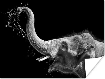 Produktbild von MuchoWow® Poster Porträt - Elefant - Tiere - Schwarz und weiß 120x90 cm - Wandbild