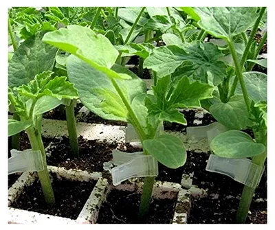 Produktbild von Veredelungsunterlage für Gurken 50 Korn