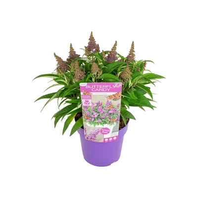 Produktbild von Bloomique - Buddleja Butterfly Little Purple - Schmetterlingsflieder - Gartenpflanzen - Winterhart - 30-40 cm Hoch - Topf 19 cm