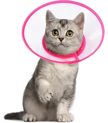 Productafbeelding van Halskraag voor huisdieren, verstelbaar van 14,4 tot 20,3 cm, lichtgewicht, beschermende kraag voor puppy's, kleine honden en katten, roze