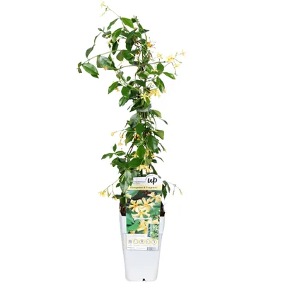 Produktbild von Toskanischer Kletterjasmin 65cm