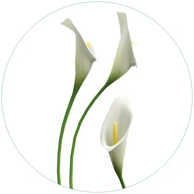 Produktbild von Wallario Premium Glasbild, freischwebende Optik, kräftige Farben, rund 50cm Durchmesser, Motiv Callas weiß gelb