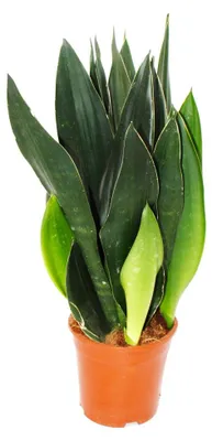Produktbild von Sansevieria trifasciata Black Diamond schwarzer Bogenhanf Solitärpflanze im 14cm Topf ca. 45cm hoch
