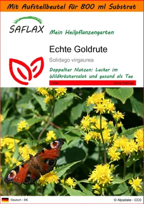 Produktbild von SAFLAX - Garden in the Bag - Heilpflanzen - Echte Goldrute - 100 Samen - Mit Anzuchtsubstrat im praktischen, selbst aufstellenden Beutel - Solidago virgaurea