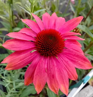 Immagine prodotto di Cefaloglio perenne Echinacea purpurea Spirito di Cheyenne