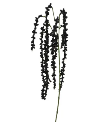 Produktbild von 2474U Künstlicher Amaranthus Schwarz, Künstlicher Blütenzweig, 104 cm