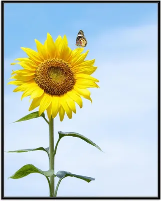 Produktbild von Wallario Wandbild Sonnenblume mit Schmetterling, Größe: 40,30 x 50,30 cm, Poster mit schwarzem Aluminiumrahmen