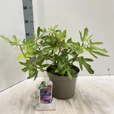 Image de Ficus carica « Rouge de Bordeaux » - Figuier | 50-60 cm en pot