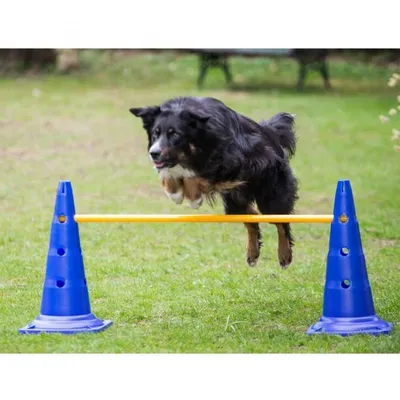 Produktbild von Dog Agility 3er Set Pylonen-Hürden (50cm) + Sprungring