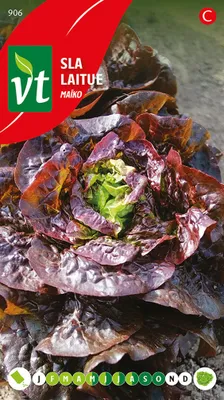 Produktbild von Kopfsalat Maiko Samen - Ca. 0,3 gr | VT_906