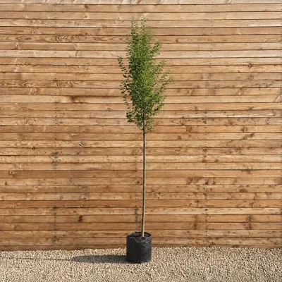 Produktbild von Säulen-Hainbuche Frans Fontaine 200-250 cm, Stammumfang 6-8 cm - Carpinus betulus Hochstamm