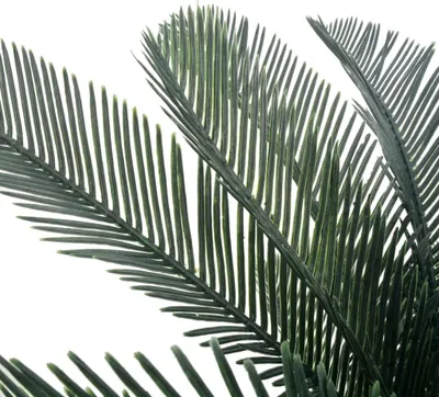 Obrázek produktu pro vidaXL Umělá rostlina Cycas Palm s květináčem Zelená 125 cm