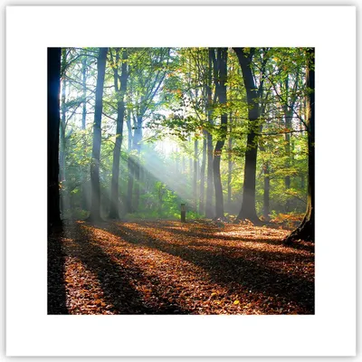 Produktbild von Poster - Poster ohne Rahmen - Wald Blätter Sonne - 30x30 cm - Wand Bild - Wanddeko - Wandbilder - Kunstposter - Wandposter - Bilder - Kunstdruck - Wanddekoration - Wandbild - P2XAC30x30-0136