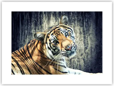 Produktbild von Poster - Poster ohne Rahmen - Indien stein tiger wild - 40x30 cm - Wand Bild - Wanddeko - Wandbilder - Kunstposter - Wandposter - Bilder - Kunstdruck - Wanddekoration - Wandbild - P2XAA40x30-2464