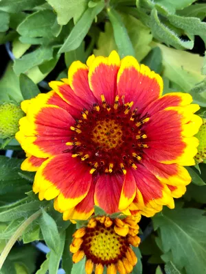 Produktbild von 6 x Gaillardia aristata 'Arizona Sun' – Kokardenblume - Topf 9x9 cm