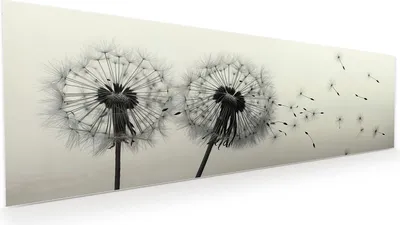 Produktbild von Glasbild 120x40cm in XXL für Wohnzimmer, Schlafzimmer Motiv Pusteblume Schwarz