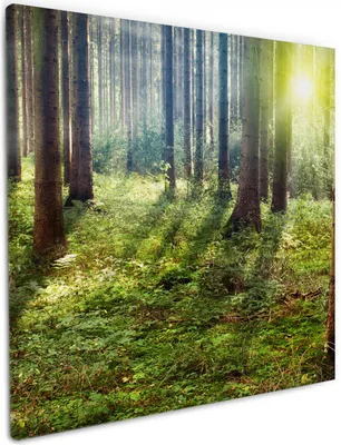 Produktbild von Wallario Premium Leinwandbild Sonnenuntergang im Wald zwischen den Bäumen in Größe 50 x 50 cm