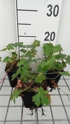 Productafbeelding van 6 x Geranium (potplant) 'Harz' - (ook bekend als) Storchschnabel - pot van 9 x 9 cm