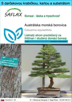Obrázok produktu pre SAFLAX Darčeková sada - Austrálska morská borovica - Casuarina equisetifolia - 200 Semená - S darčekovou krabičkou, prepravným štítkom, darčekovou kartou a pestovateľským médiom