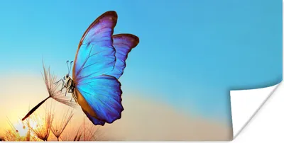 Produktbild von MuchoWow® Poster Schmetterling - Löwenzahn - Blau 120x60 cm - Bild