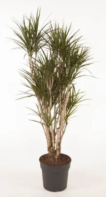Zdjęcie produktu dla Dracaena Marginata rozgałęziona - 145-160cm - Ø30cm - Roślina doniczkowa