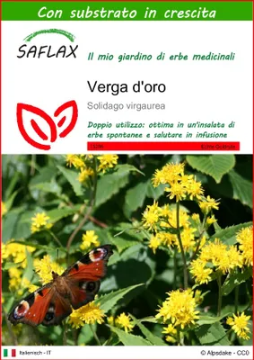 Immagine prodotto di SAFLAX  - Verga d'oro  - 100 semi - Con substrato - Solidago