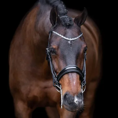 Produktbild von Imperial Riding Kandarenzaum IRHOlympia HW 2023 Black