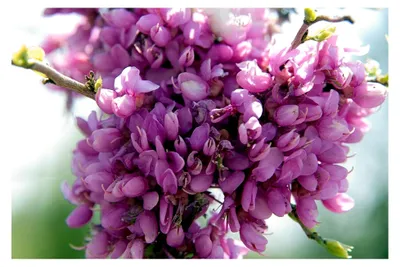 Produktbild von Chinesischer Judasbaum Cercis chinensis 'Avondale' Pflanze 15-20 cm