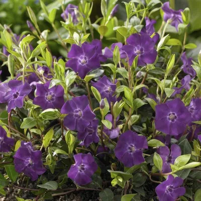 Produktbild von Immergrün Vinca minor 'Atropurpurea' 10-25cm Ø9cm 60 Pflanzen Lila Bodendecker