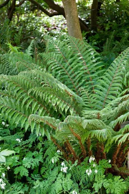 Produktbild von Polystichum polyblepharum, Glanz-Schildfarn, ca. 9x9 cm Topf