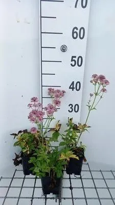 Produktbild von 6 x  Astrantia major 'Pink Pride' - Sterndolde - Topf 9 x 9 cm
